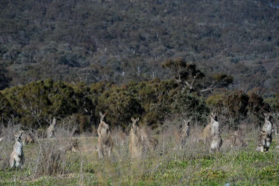 8. The Mid - Brain - mammals